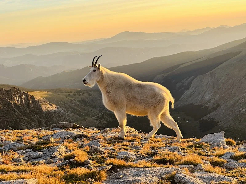 Mount Evans Scenic Byway image