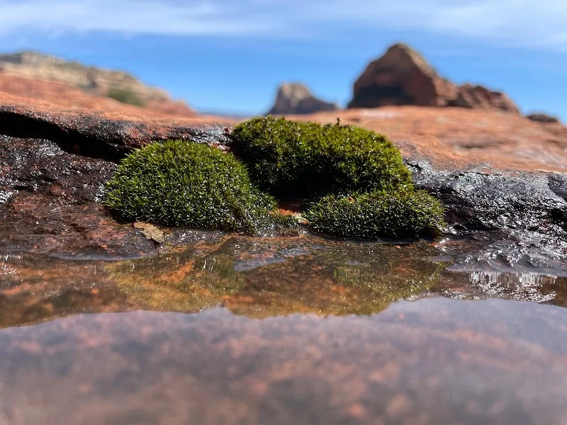 Boynton Canyon Trail image