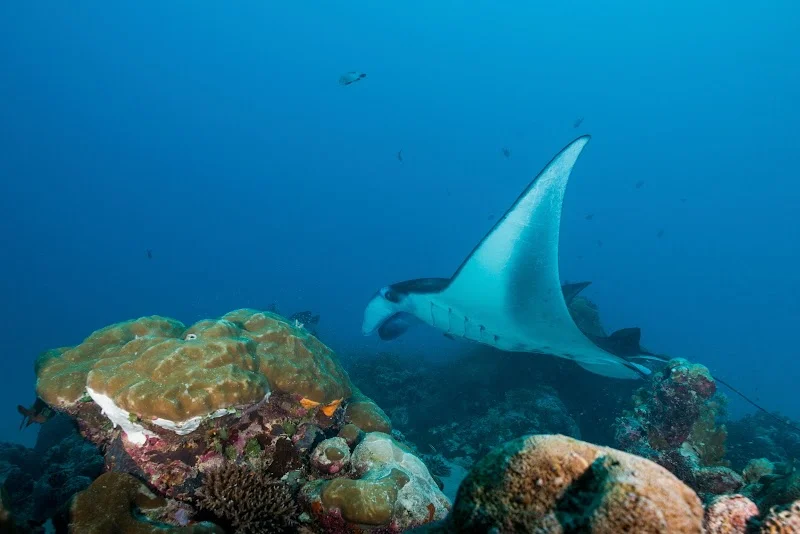 Palau Dive Adventures image