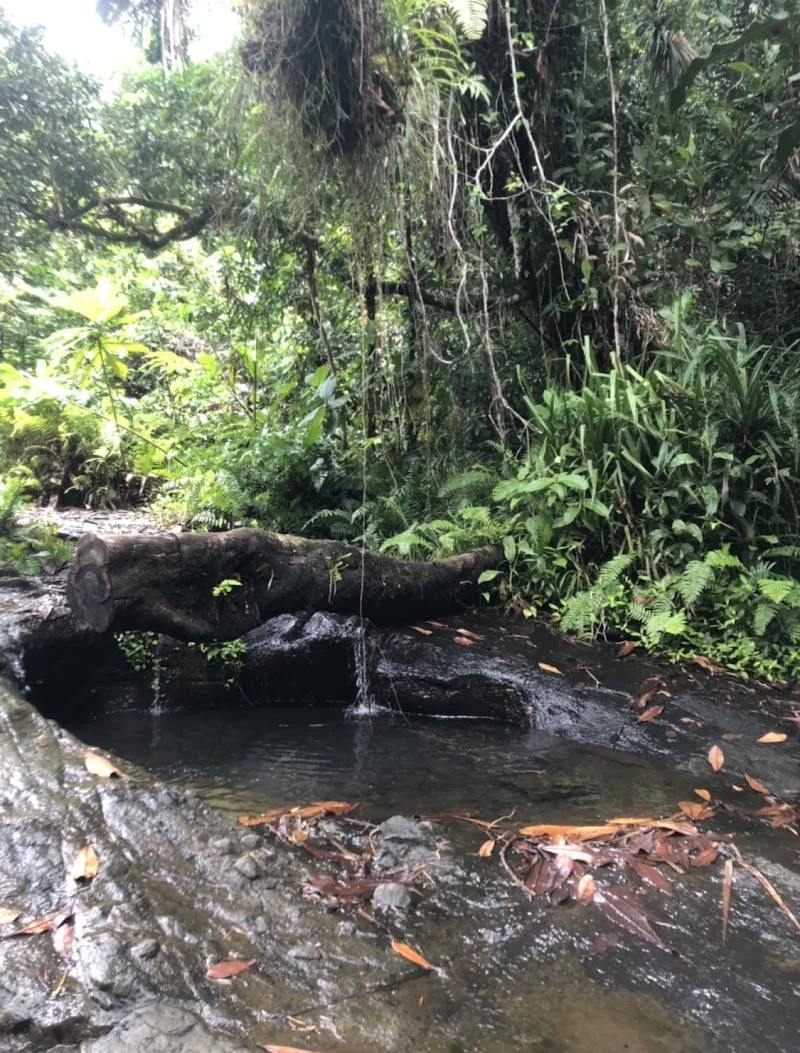 Ngardmau Falls image