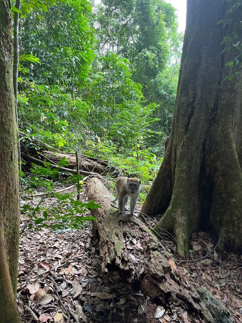 Bukit Lawang Jungle Trekking image