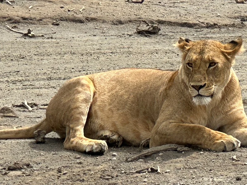 Gosheni Safaris Africa image