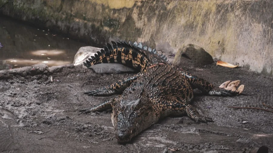 Bali Zoo image