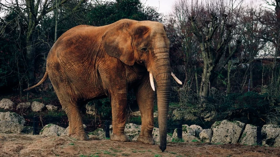 Colchester Zoo image