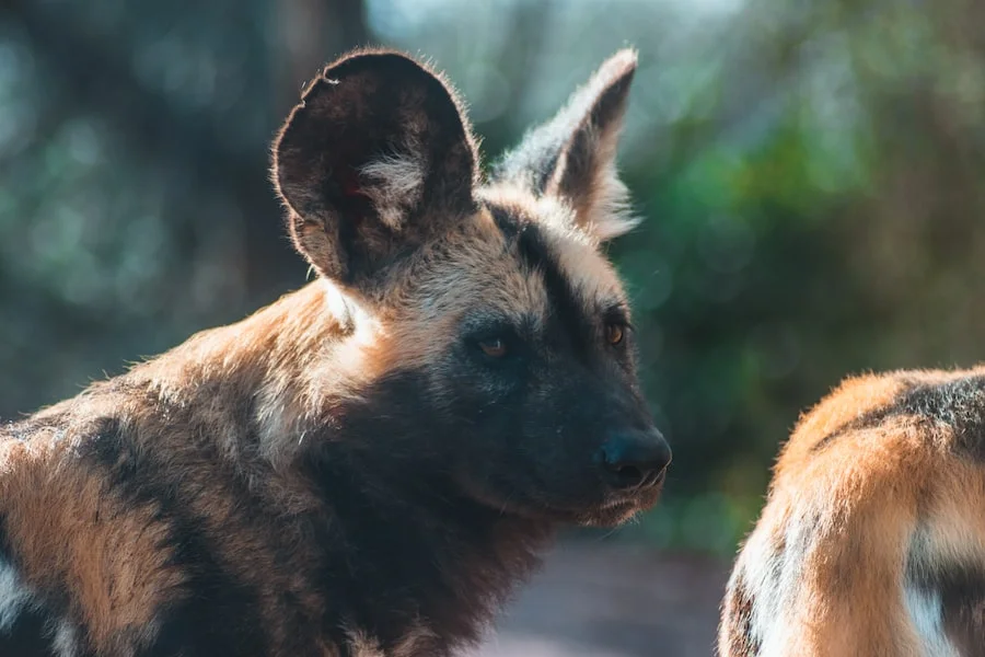 Chester Zoo image