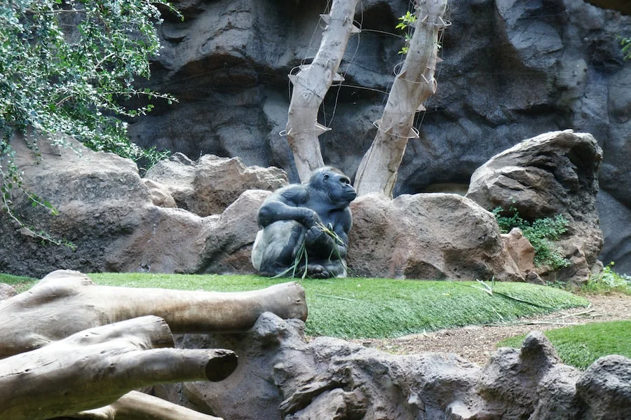 Loro Parque image