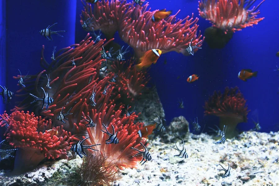 Aquarium of Genoa image