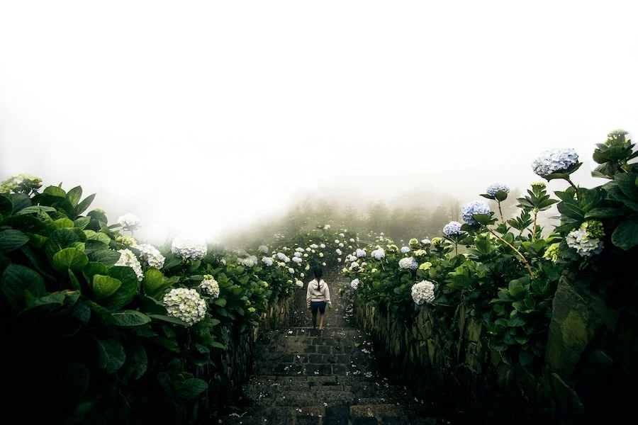 Sky Garden image