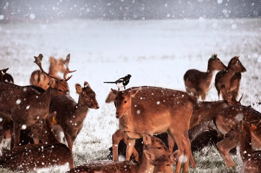 Phoenix Park image