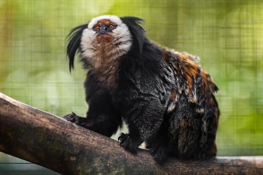 Zoo de La Palmyre image