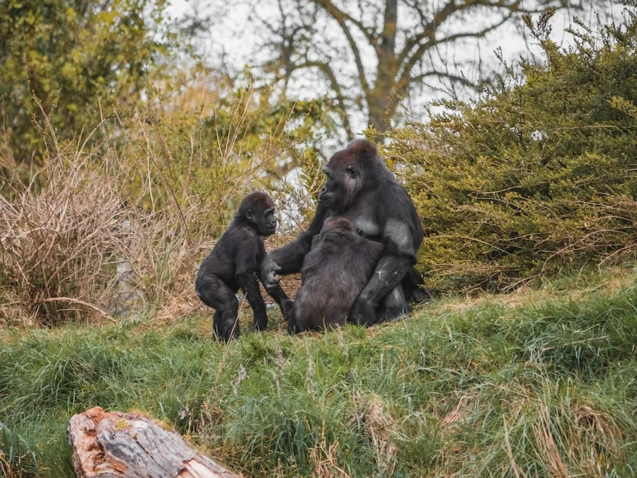 Dublin Zoo image