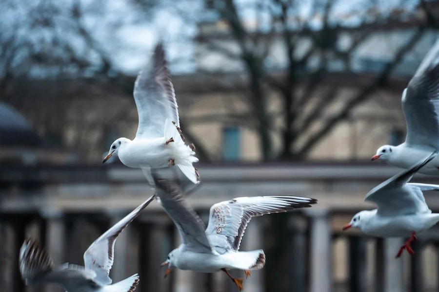 Museum Island image