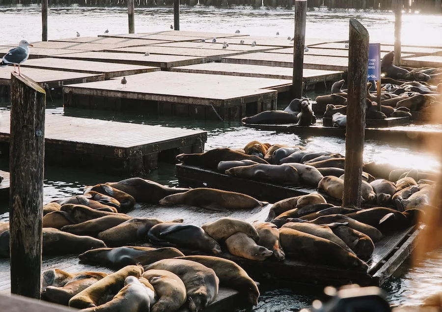 Pier 39 image