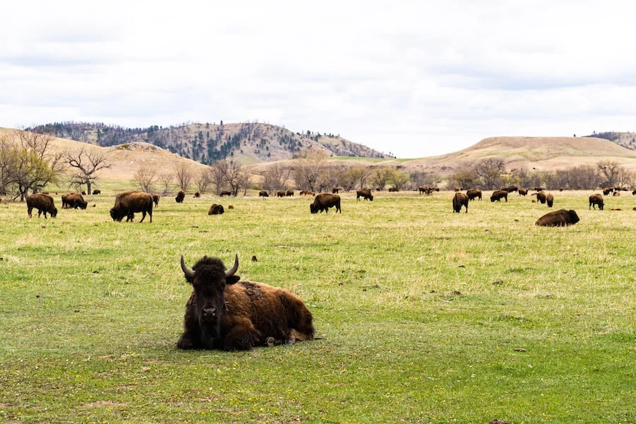 Custer State Park image