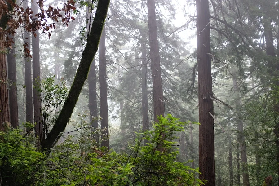 Muir Woods National Monument image