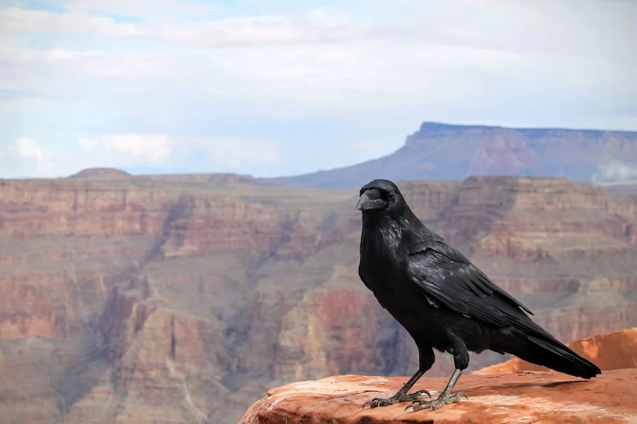 Grand Canyon Skywalk image