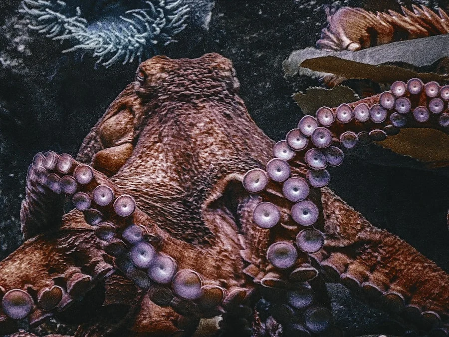 The Dallas World Aquarium image