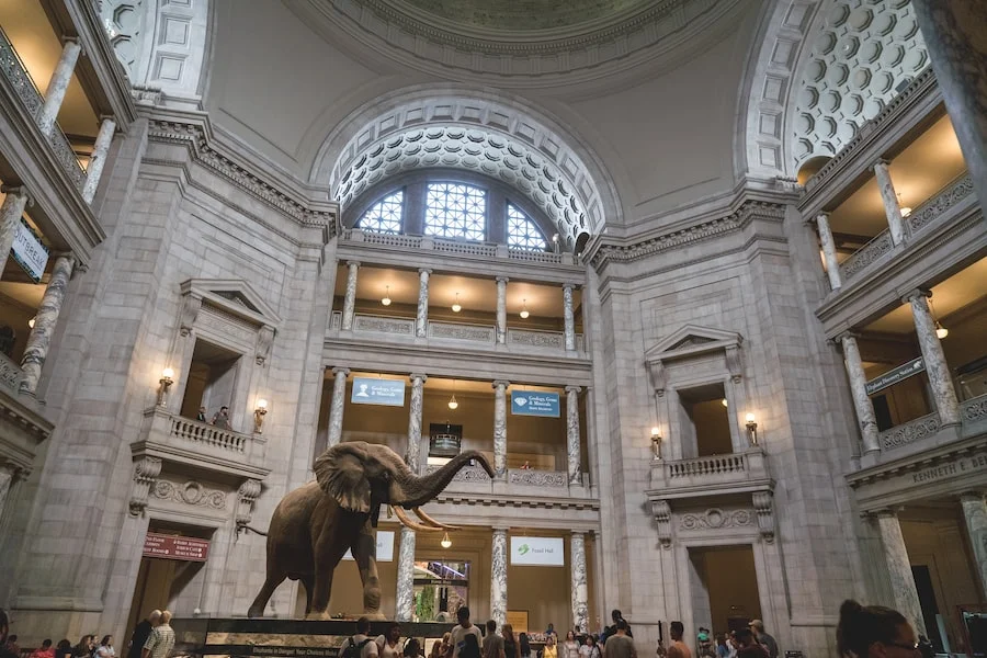 American Museum of Natural History image