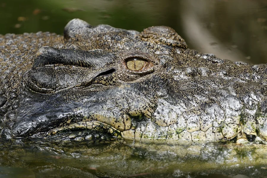 Hartley's Crocodile Adventures image
