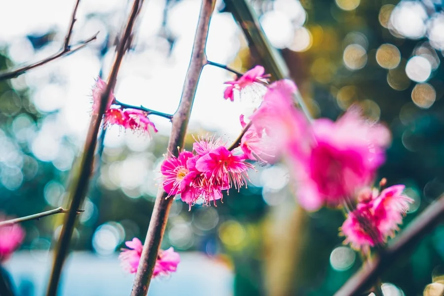 Ueno Park image