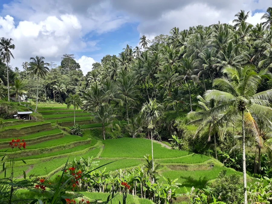 Tegalalang Rice Terrace image