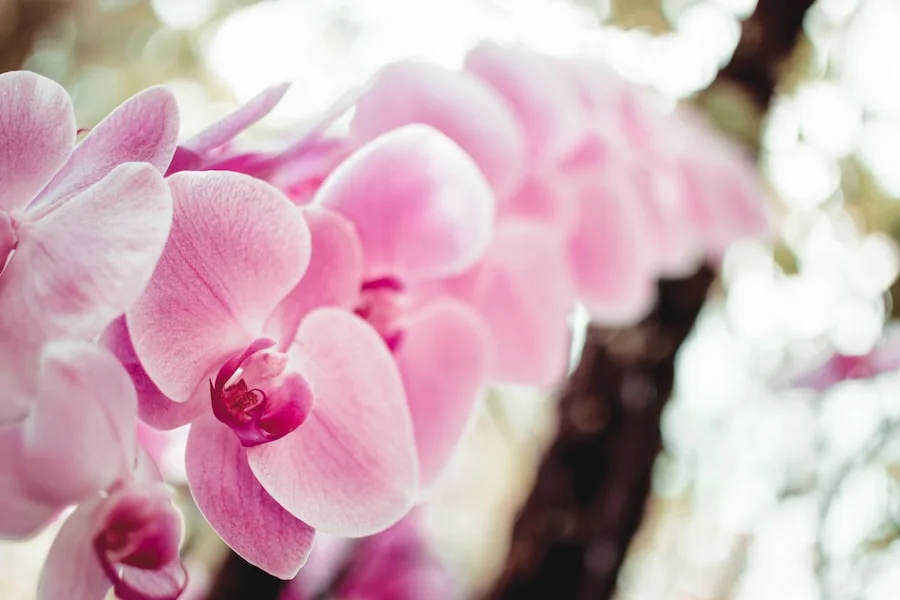 National Orchid Garden image