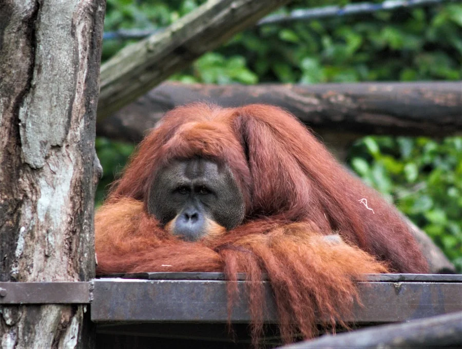 Singapore Zoo image