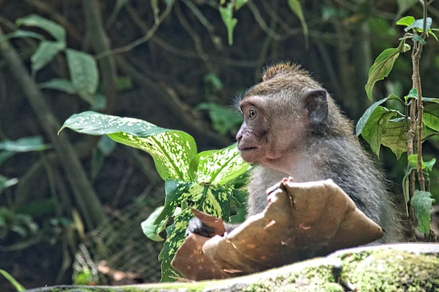 Sacred Monkey Forest Sanctuary image