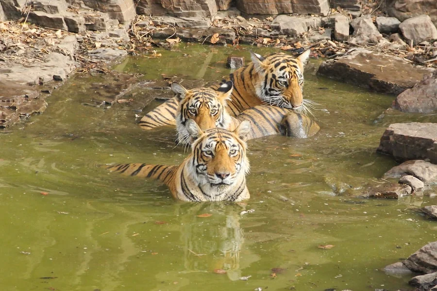 Ranthambore Tiger Reserve image
