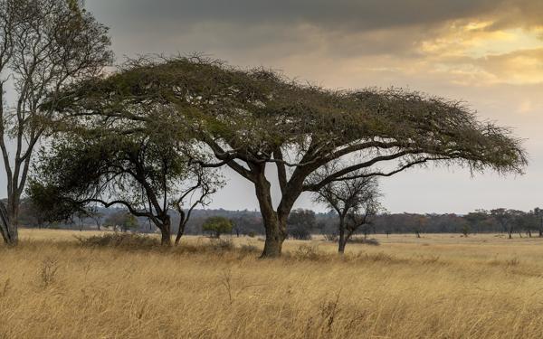 Zimbabwe image