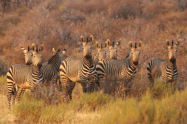 Namibia image