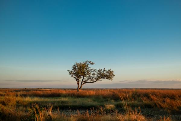 Madagascar image