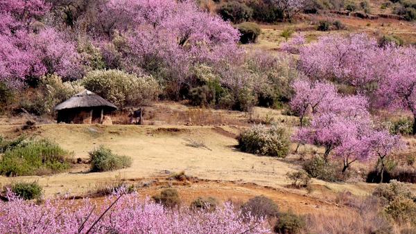 Lesotho image