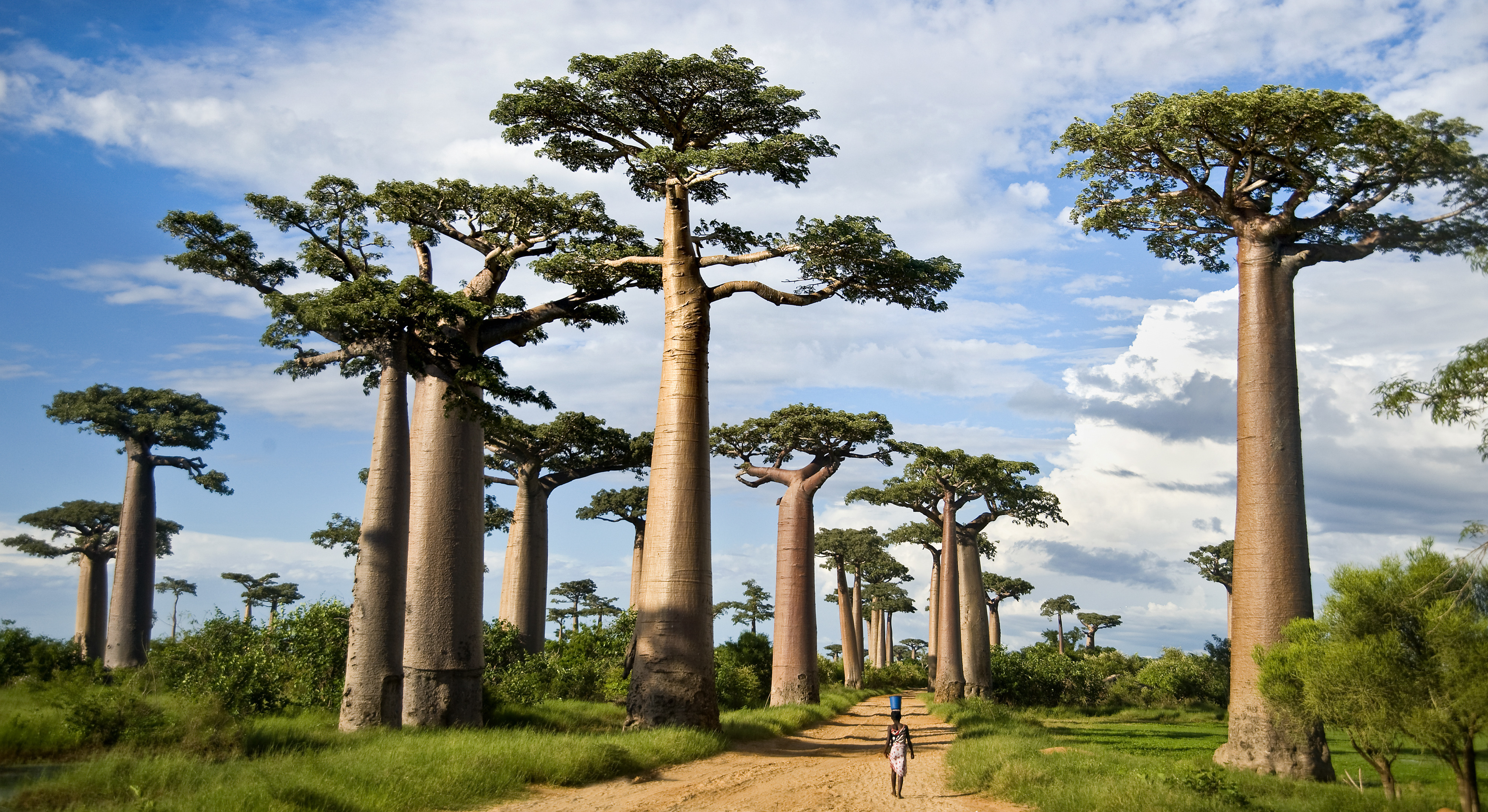 Central African Republic image