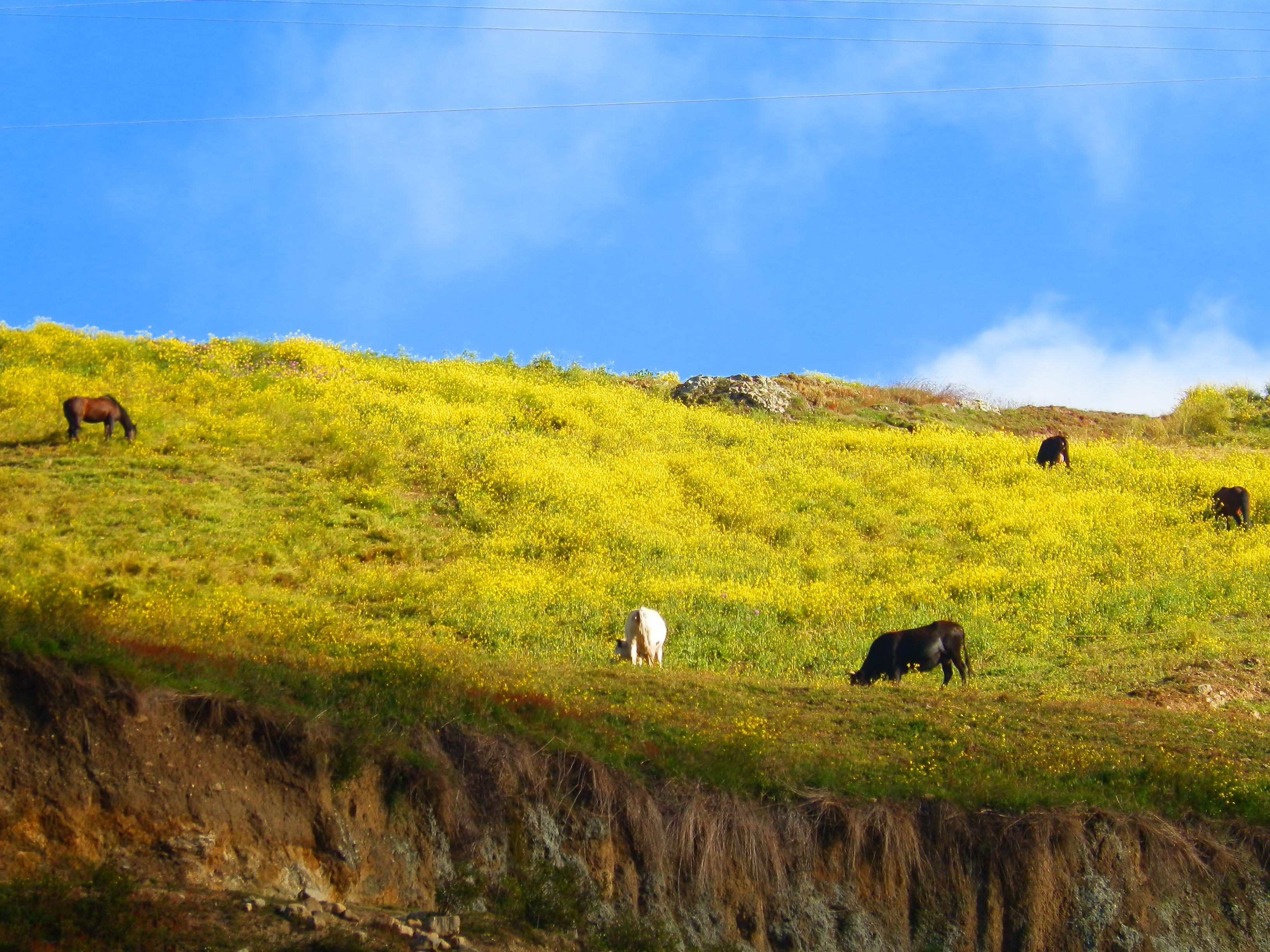 Andean Region
