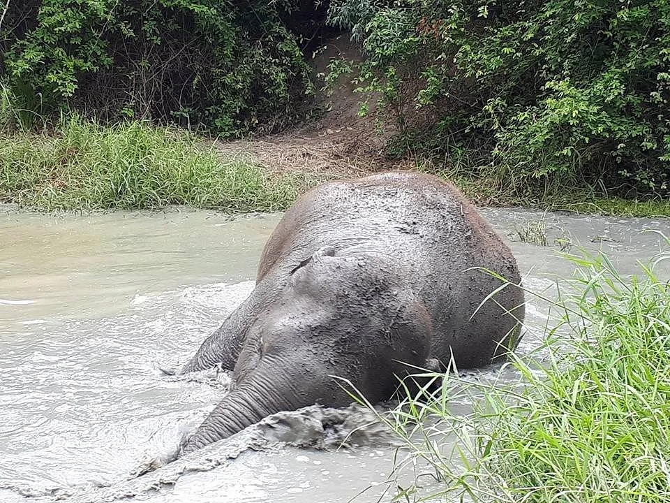 Hutsadin Elephant Foundation