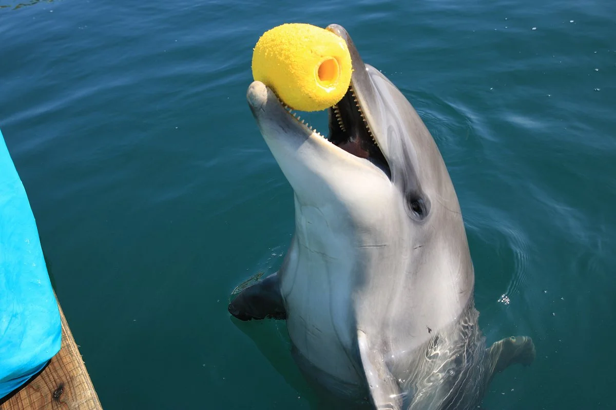Sea Donut
