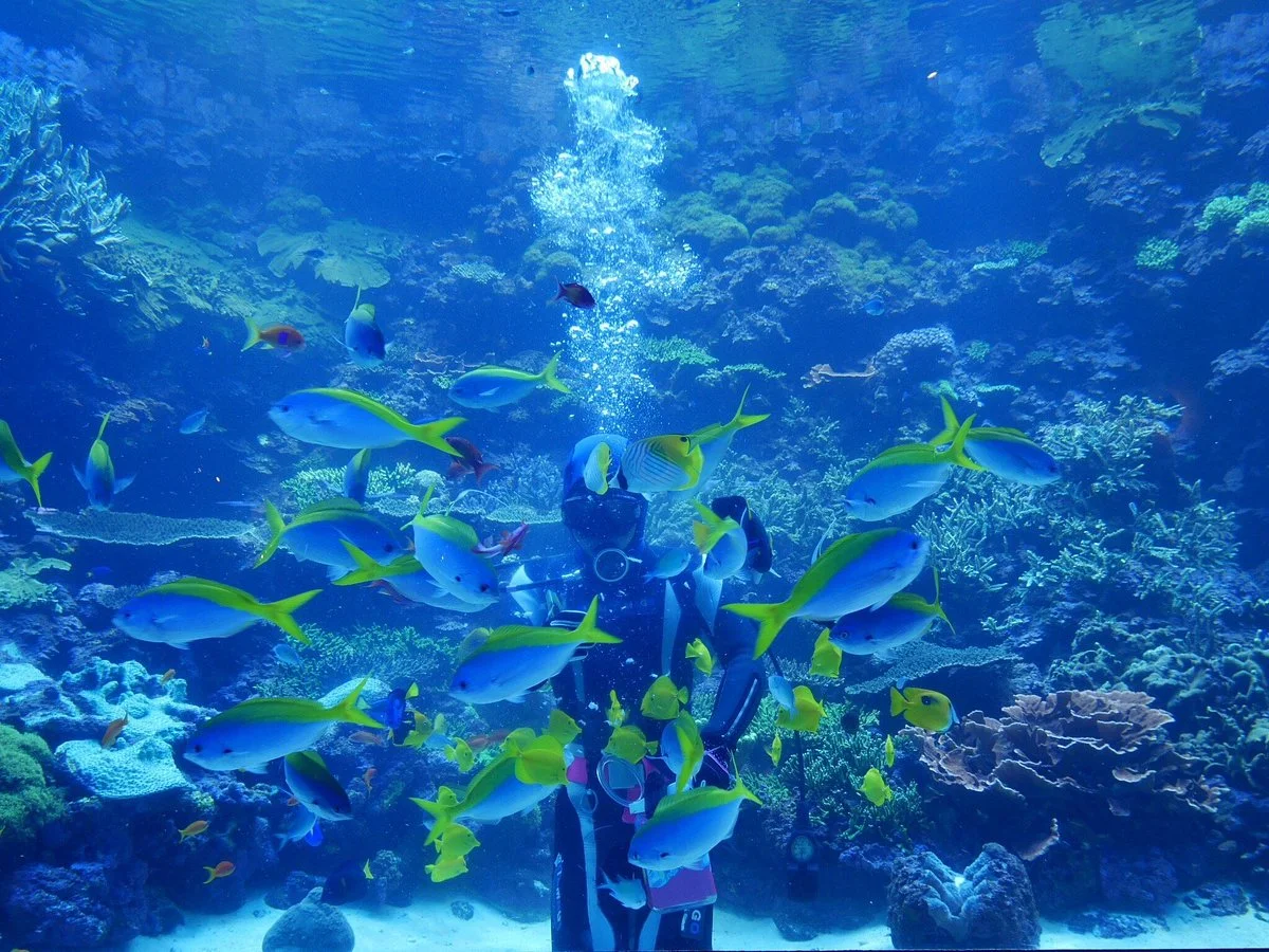 Oita Marine Palace Aquarium Umitamago