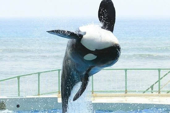 Kamogawa Sea World