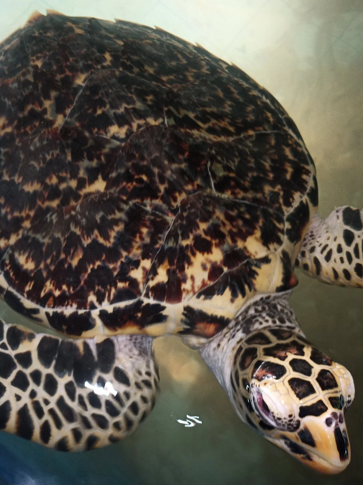 Sea Turtle Hatchery