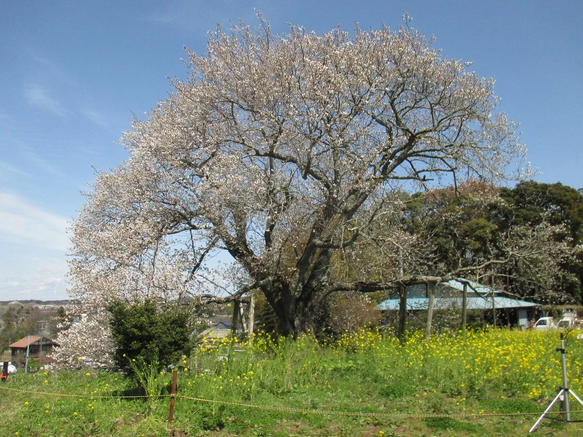 Yoichiro Zakura