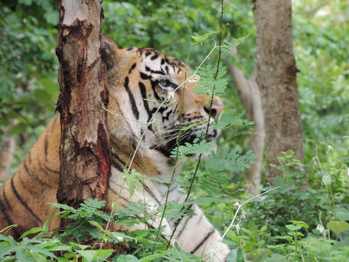 Tiger and Lion Safari, Shimoga