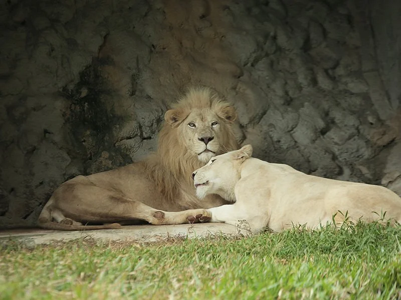 Bukit Gambang Safari Park