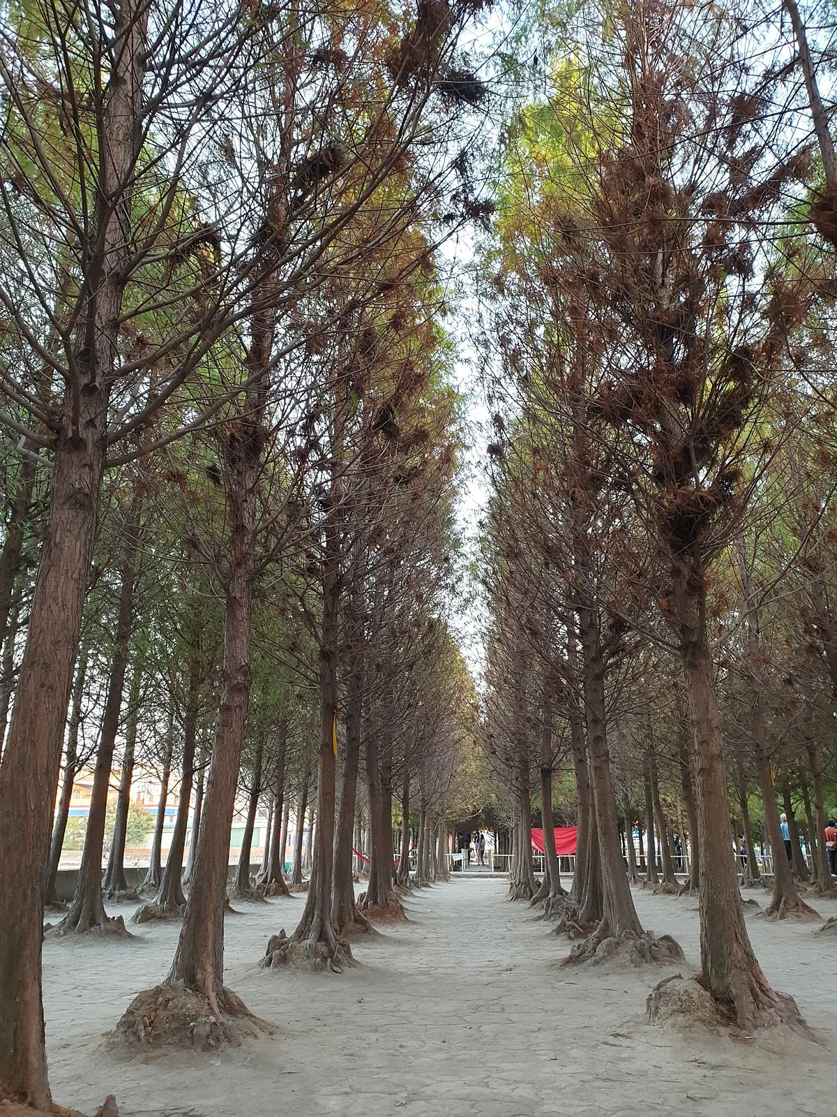 Chungbuk Fall Pine