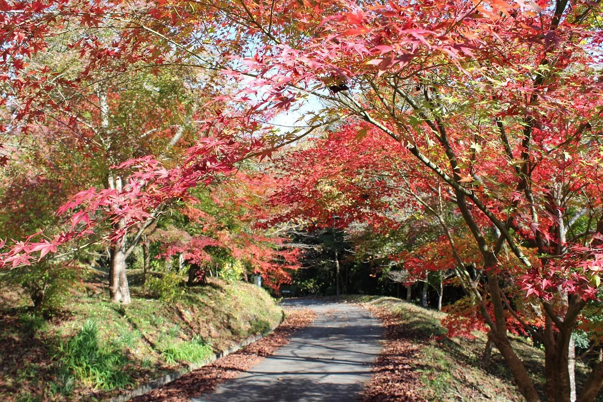Wachisan Yaso no Forest