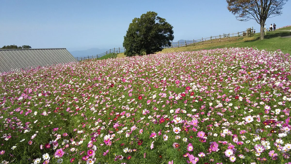 Aso Milk Ranch
