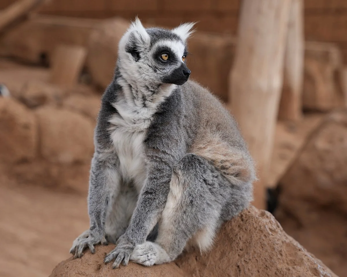 Monkey Park