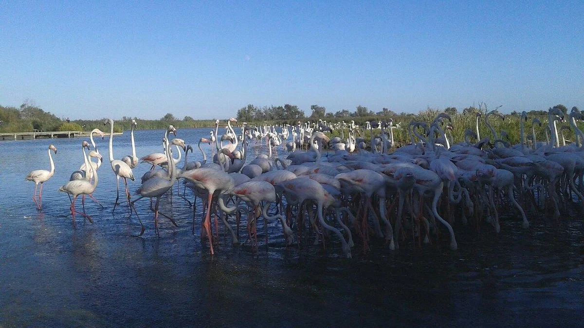 The Camargue