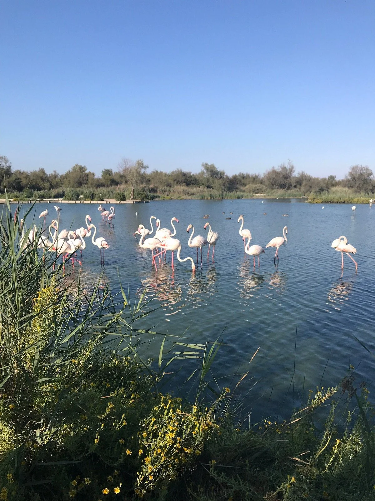 Parc Naturel Regional de Camargue