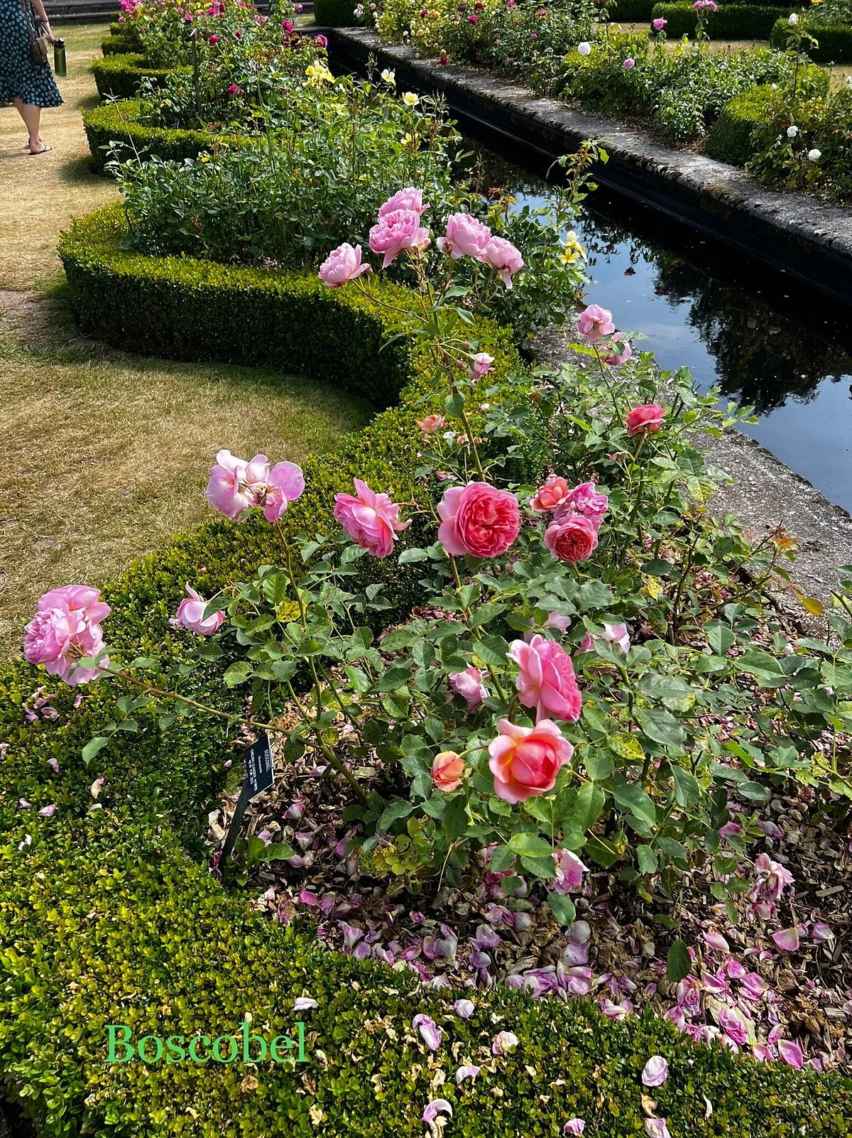David Austin Roses